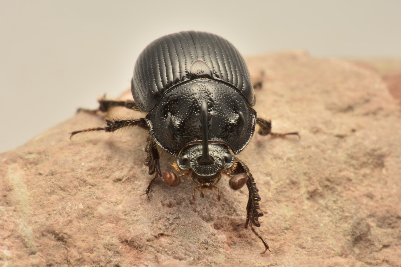 Geotrupidae: Odonteus armiger? S.